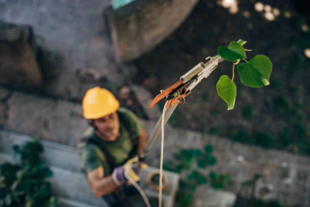 How Our Tree Care Process Works  in Robersonville, NC